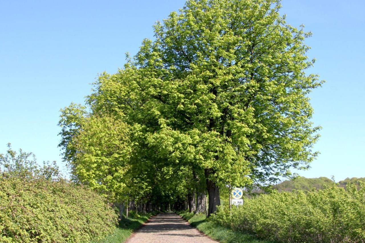 Viel Natur, Idyllische Umgebung, Ruhige Lage - Ferienpark Neddesitz Fewo 299 Extérieur photo